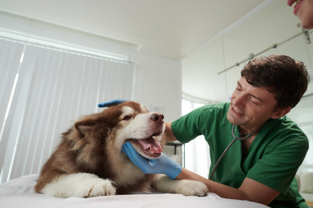 Happy veterinarian asking Samoyed dog to open mouth so he could check his tongue and teethの写真素材