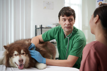 Doctor palpating Samoyed dog and talking to owner