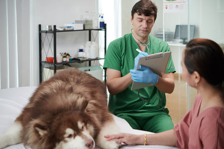 Veterinarian prescribing medicine after examining Samoyed dogの写真素材