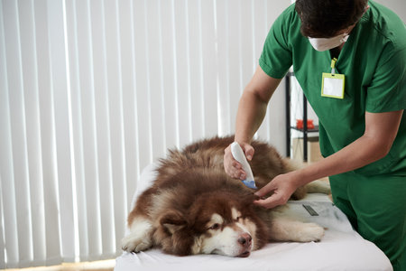 Vet shaving tangled and knotted fur of big samoyed dogの写真素材