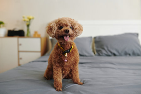 Excited red brown poodle dog sitting on bed with tongue outの写真素材