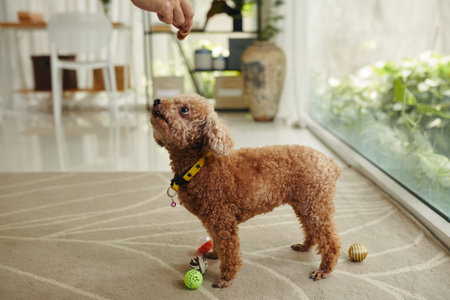 Owner giving dog treats for performing tricks