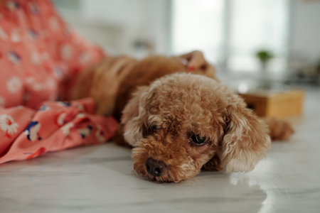 Little Dog With Its Ownerの写真素材