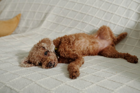 Cute Little Dog Lying On Sofaの写真素材