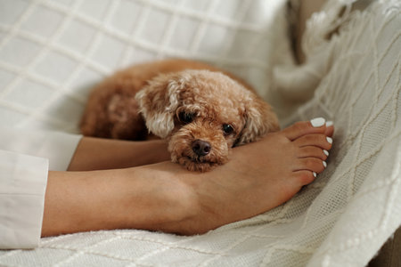 Cute Dog Lying With Her Ownerの写真素材