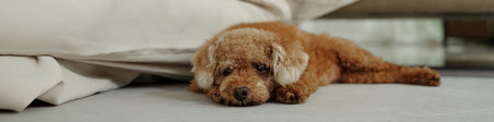 Dog Resting On The Floorの写真素材