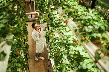 Young Caucasian woman wearing lab coat inspecting strawberry plants in vertical indoor farm, holding clipboard and examining leaves while standing between rows of greeneryの写真素材