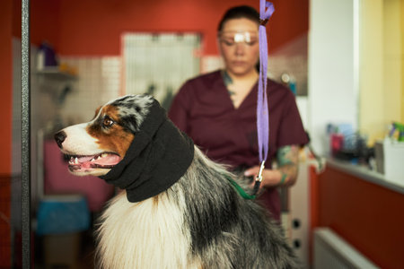 Caucasian young adult woman grooming Australian Shepherd dog with black bandage wrapped around head in veterinary clinic, woman standing in background focusing on animal careの写真素材