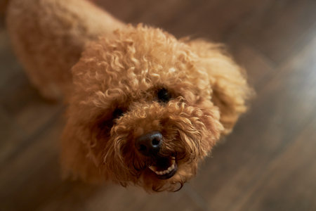 Curly haired brown poodle standing on wooden floor looking up with mouth open showing teeth, fluffy...