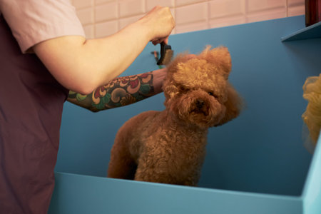 Caucasian young adult woman with tattooed arm grooming brown poodle in pet washing station, dog standing in blue tub while being brushed, partial view of groomer visibleの写真素材