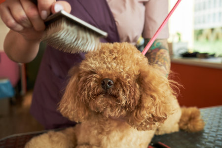 Caucasian young adult woman grooming curly haired brown dog using brush in pet salon, focusing on animal care and professional pet grooming service, partial face visibleの写真素材