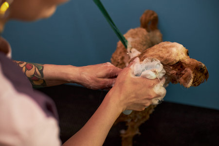 Young adult Caucasian woman washing curly haired dog with soapy water, focusing on hands and dogs head, visible tattoo on arm, pet standing on dark surface against blue backgroundの写真素材