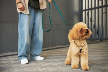 Caucasian middle aged woman standing outdoors holding leash of fluffy poodle dog, only lower body visible, dog looking to side with mouth slightly open on paved sidewalkの写真素材