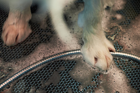 Dog paws standing on wet textured surface surrounded by soap suds and water during washing process, close up showing animal grooming and cleaning activity in pet care settingの写真素材