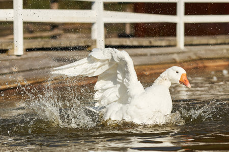 Goose flapping wings and splashing water in pond near wooden fence, creating dynamic movement with droplets suspended in air, outdoor rural setting with natural sunlightの写真素材
