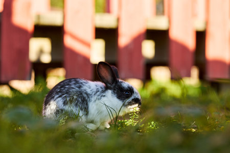 Spotted rabbit sitting on grass near wooden fence chewing on vegetation, sunlight casting shadows on ground, animal positioned in outdoor setting with natural elements visibleの写真素材
