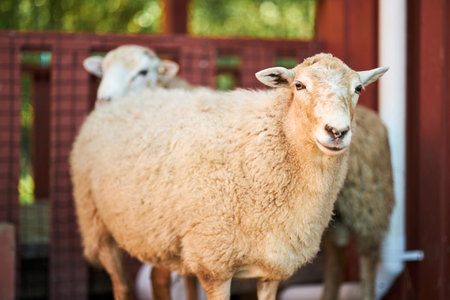 Sheep standing outdoors near wooden fence, one sheep facing camera with woolly coat clearly visible,...