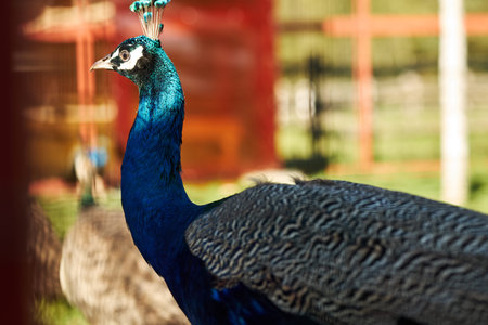 Peacock standing in outdoor enclosure showing vibrant blue and green plumage with blurred...