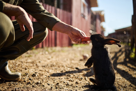 Caucasian middle aged man crouching outdoors feeding black rabbit with carrot on dirt path near wooden buildings, sunlight casting shadows, animal standing upright reaching for foodの写真素材