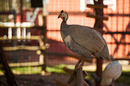 Guinea fowl standing on wooden perch inside outdoor enclosure, showing distinctive spotted plumage and helmeted head, sunlight casting shadows across fenced backgroundの写真素材