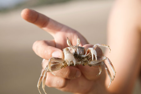 Caucasian young adult hand holding small crab with sandy claws on beach, fingers gently gripping...