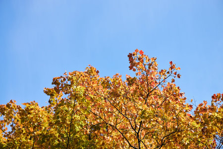 Tree branches with autumn leaves showing vibrant yellow and orange colors against clear blue sky,...