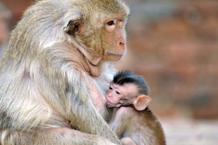Mother monkey with baby monkey Thailand