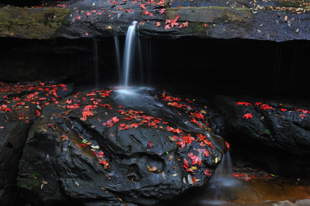 In the water with red maple leaves 