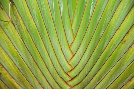 Pattern of banana like blows background texture