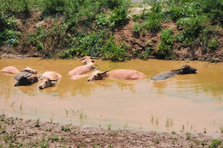 Play Water buffalo Luang Prabang の写真素材