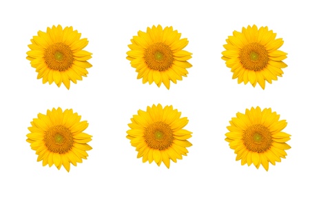 Sunflower on white background background,format の写真素材