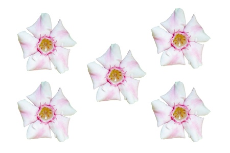 Close-up of a delicate bright pink cherry blossom on white background の写真素材