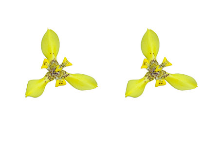 light yellow orchid flowers isolated on white background の写真素材