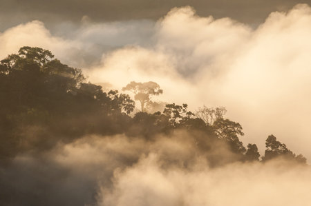sunshine on the morning mist with bamboo and hill