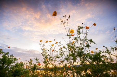 Sunset orange flower foreground の写真素材