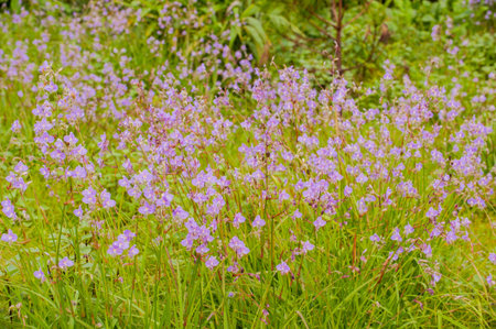 purple harebells in gardenの写真素材