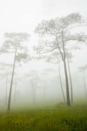 morning mist cover pine tree forest form Chiangmai Thailandの写真素材