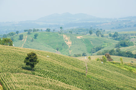 A green field of corn growing upの写真素材
