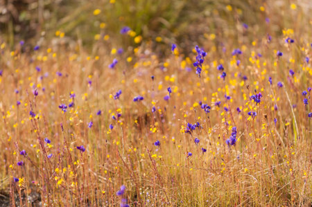 Mountain Pasqueflower  Pulsatilla montana 