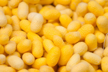 Handmade Silk Processの写真素材