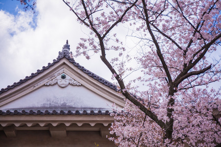 Roof of the castle with cherry blossoms foreground のeditorial素材