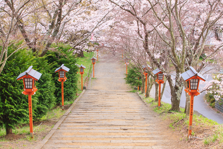 apan, Yamanashi Prefecture, Fujiyoshida, Chureito pagoda with blooming cherry trees and Mount Fuji in backgroundのeditorial素材