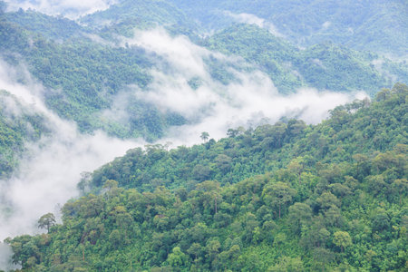 morning fog in dense tropical rainforest, kaeng krachan, thailand