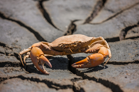 Close-up of a dead crab at a beachの写真素材