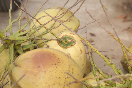 Coconut juice,Drink coconut waterの写真素材