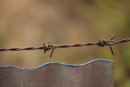 Barbed wire. Barbed wire on fence with blue sky to feel worrying.の写真素材