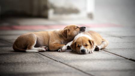 Dogの写真素材