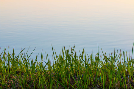 grass and swam parkの写真素材