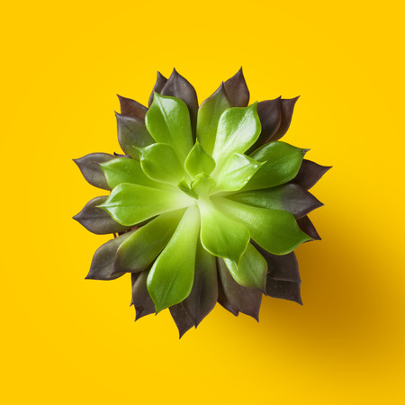 Green succulent isolated on yellow background. Flat lay, top view.の写真素材