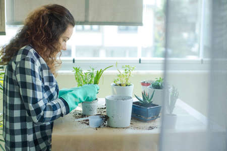 Young housewife with flower in pot and gardening. Planting house plants indoors.の写真素材